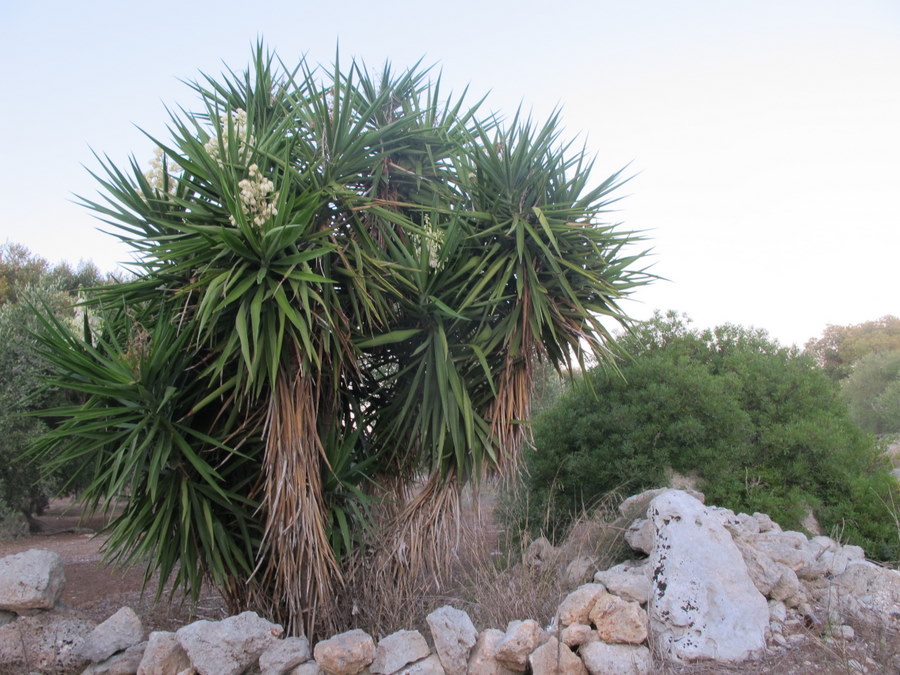 Yucca_guatemalensis_Baker - Asparagaceae - Dracena del Guatemala - (10).jpg