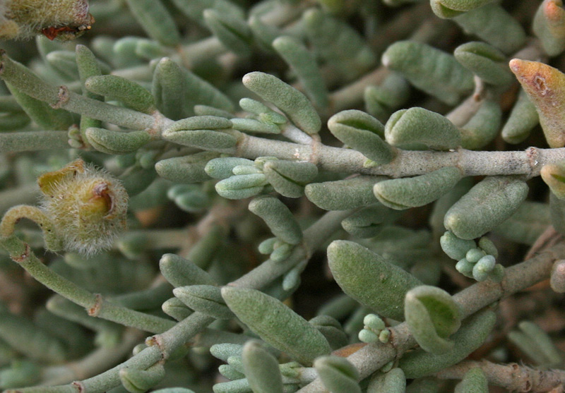 Helianthemum caput- felis Boiss. (5).jpg