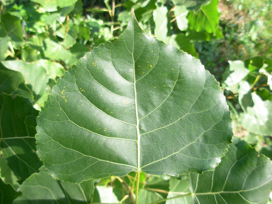 Populus deltoides 4.JPG
