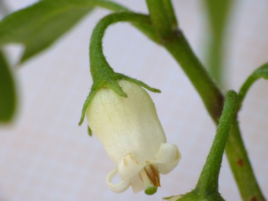 Salpichroa origanifolia (Lam.) Thell.