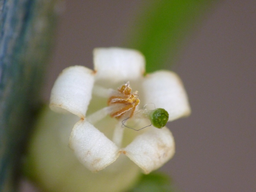 Salpichroa origanifolia (Lam.) Thell. {F 1083}