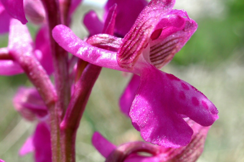 Orchis morio fiore-2008 05 02-Prati sopra Foresto.jpg