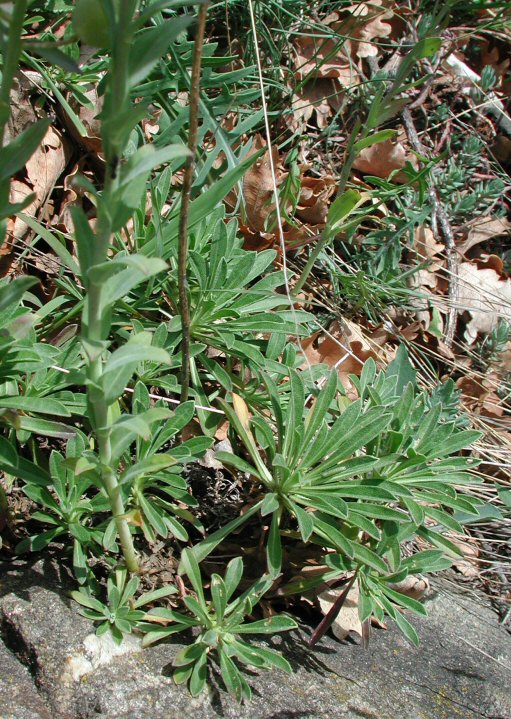 Alyssoides utriculata foglie-2008 05 02-Prati sopra Foresto.jpg