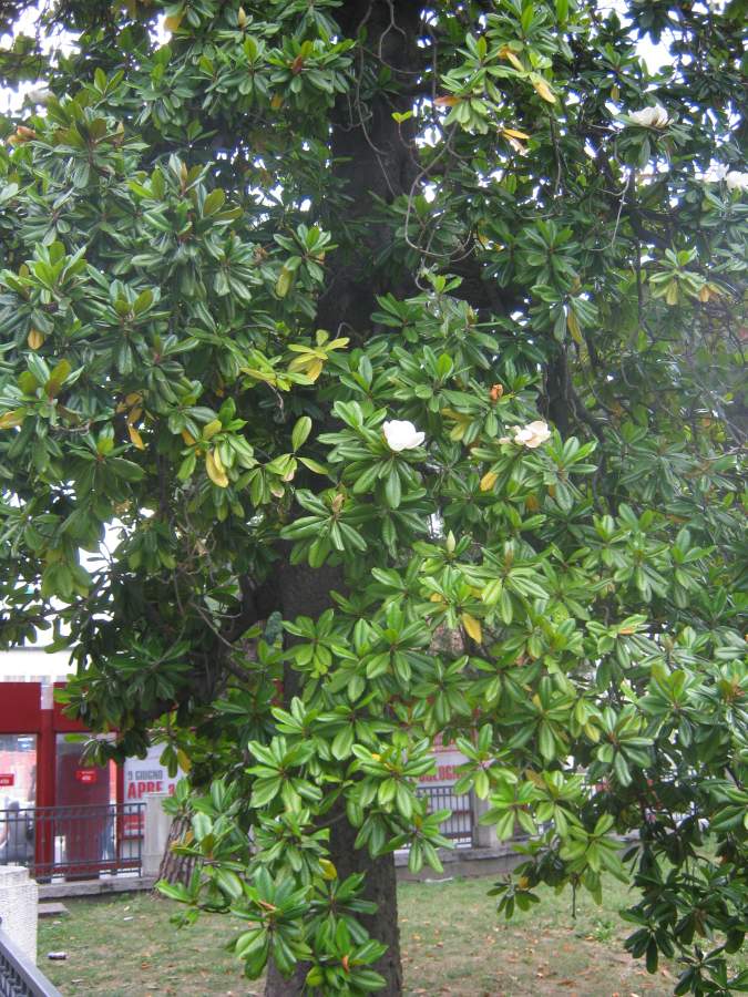 Magnolia_grandiflora_27876_131418.jpg