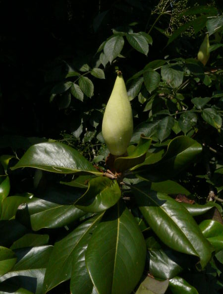 Magnolia_grandiflora_4939_21267.jpg