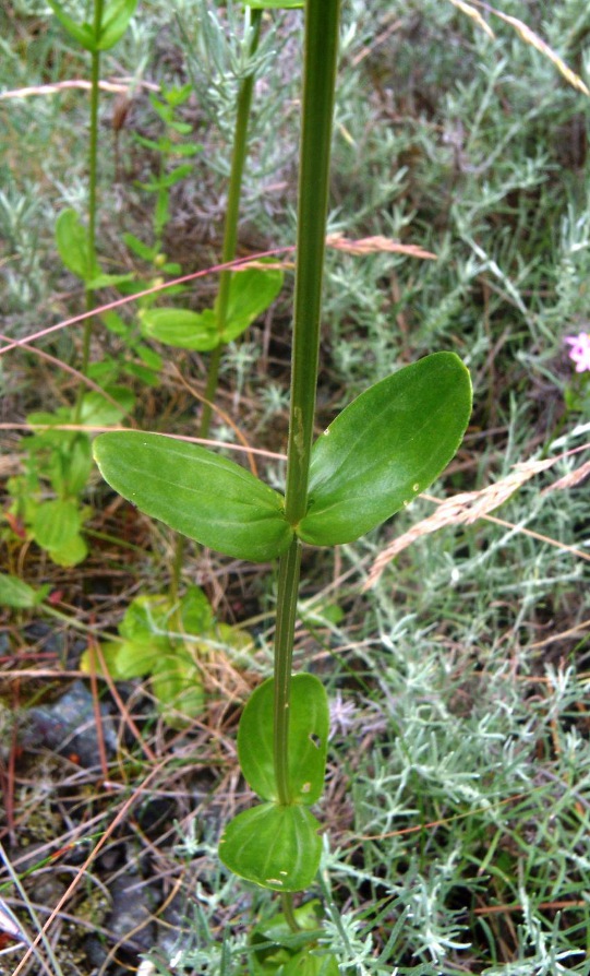 Centaurium erythraea Rafn   5.jpg