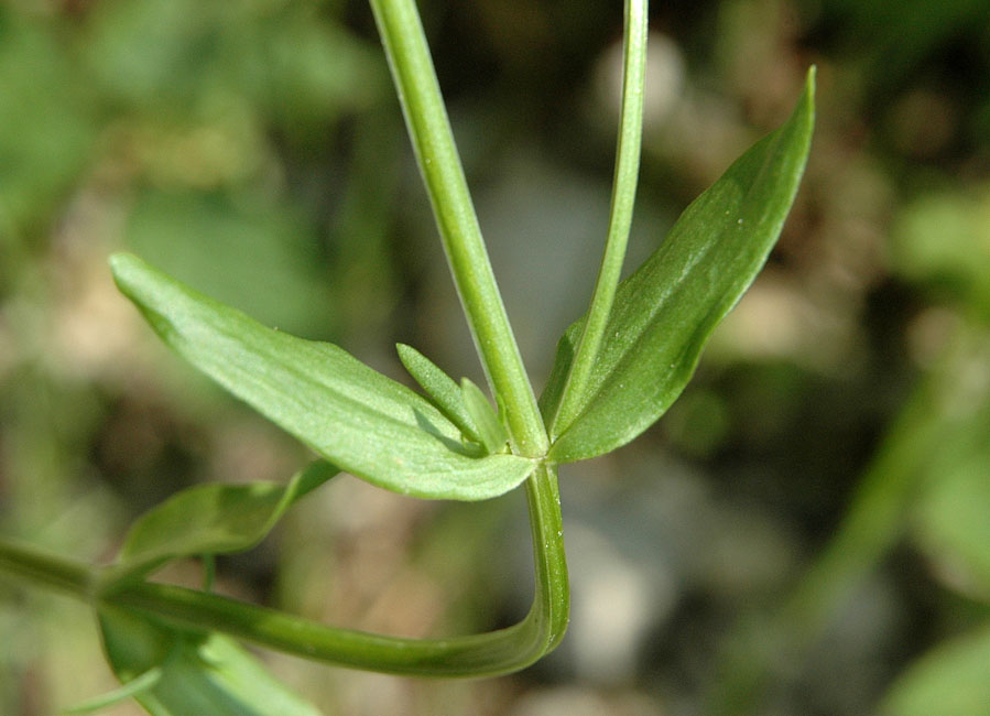 Centaurium erytraea Rafn subsp. erytraea (3).jpg