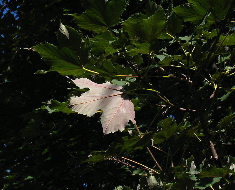 variante naturale con foglie purpuree nella pagina inferiore delle foglie<br />foto di Graziano Propetto