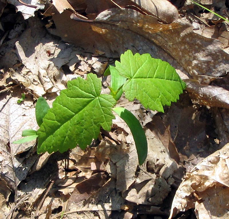 plantula con cotiledoni lineari e le prime due foglie<br />foto di Graziano Propetto