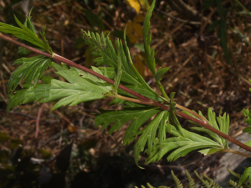 Aconitum variegatum subsp. variegatum 8.jpg
