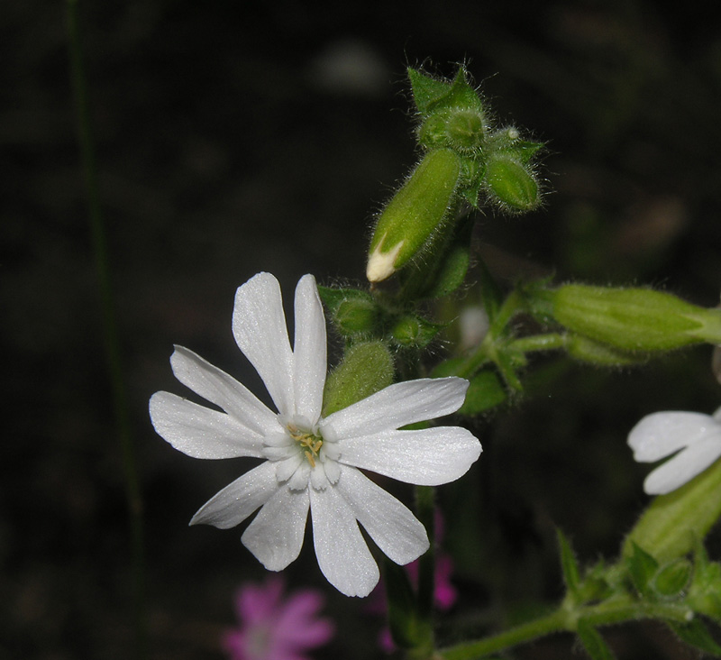 Silene dioica fiore bianco .jpg