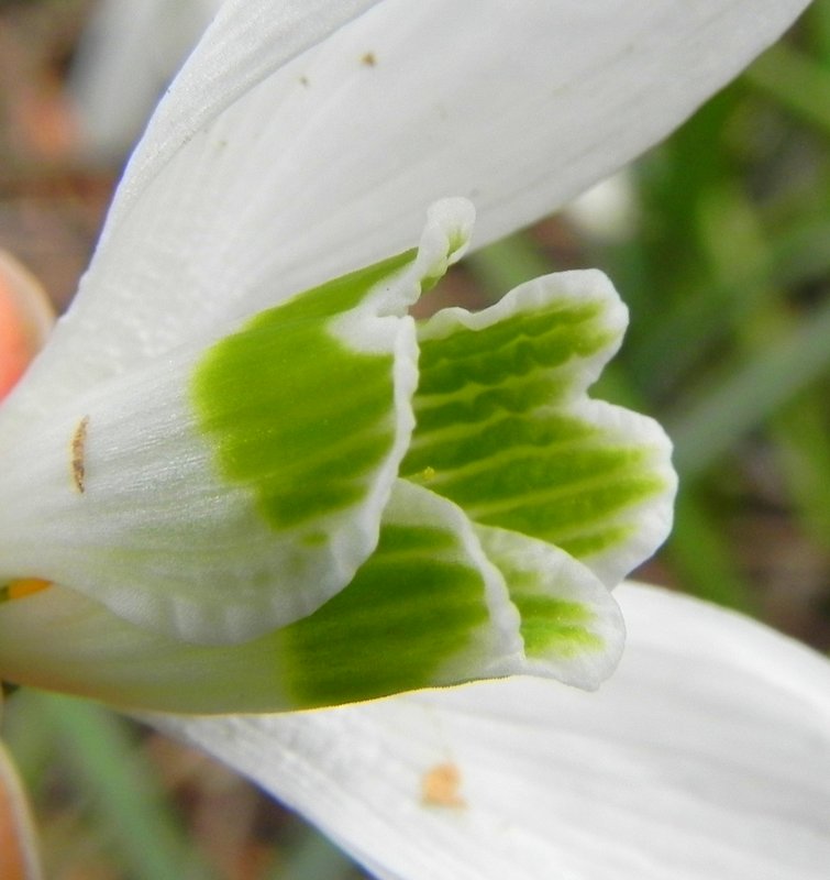 <i>Galanthus reginae-olgae</i> Orph. subsp. <i>vernalis</i> Kamari