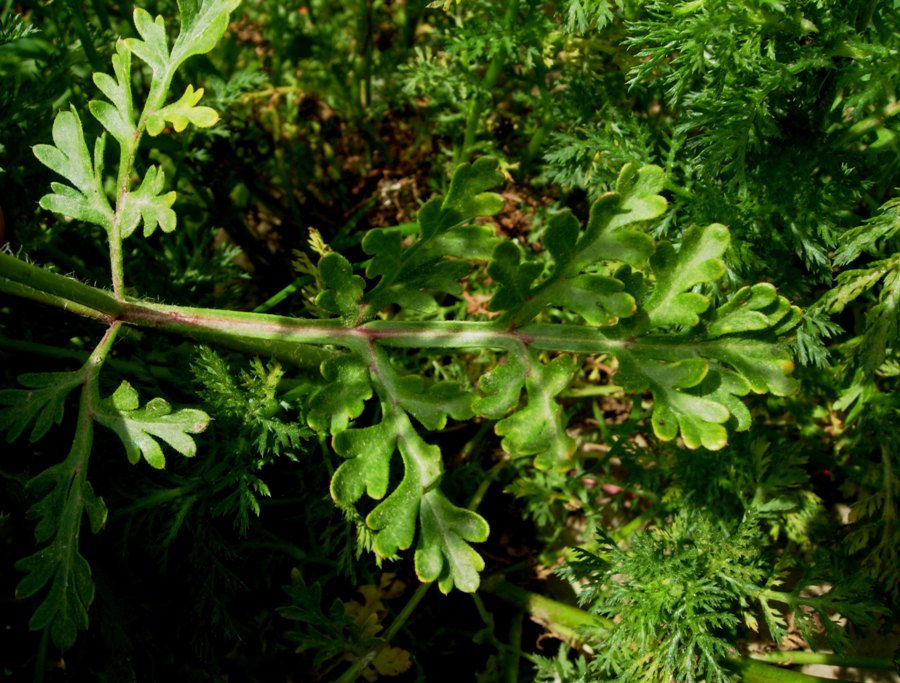 Papaver hybridum L.5.jpg
