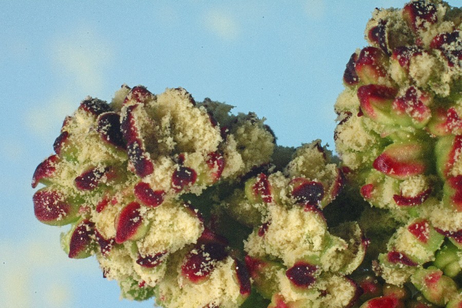 Pistacia lentiscus L. Infiorescenza maschile con polline {F 655}