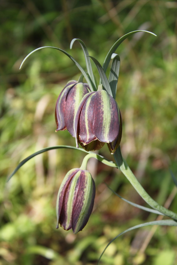 Fritillaria messanensis (173479)