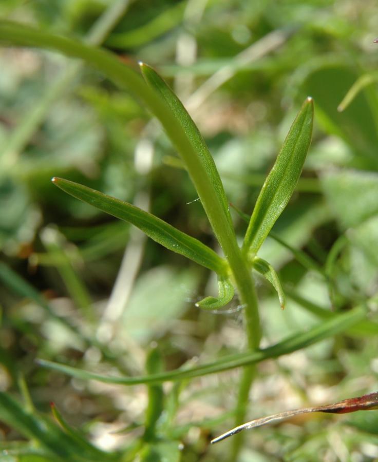 Ranunculus carinthiacus Hoppe {F 5085}