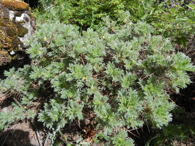 Astragalus nebrodensis - Quacella - 19-05-2012 08-11-40.JPG