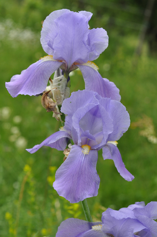 Iris pallida (177688)
