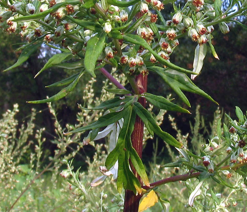 Artemisia_vulgaris_3.jpg