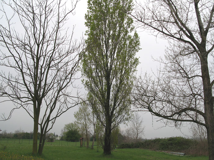 Populus nigra (17921)
