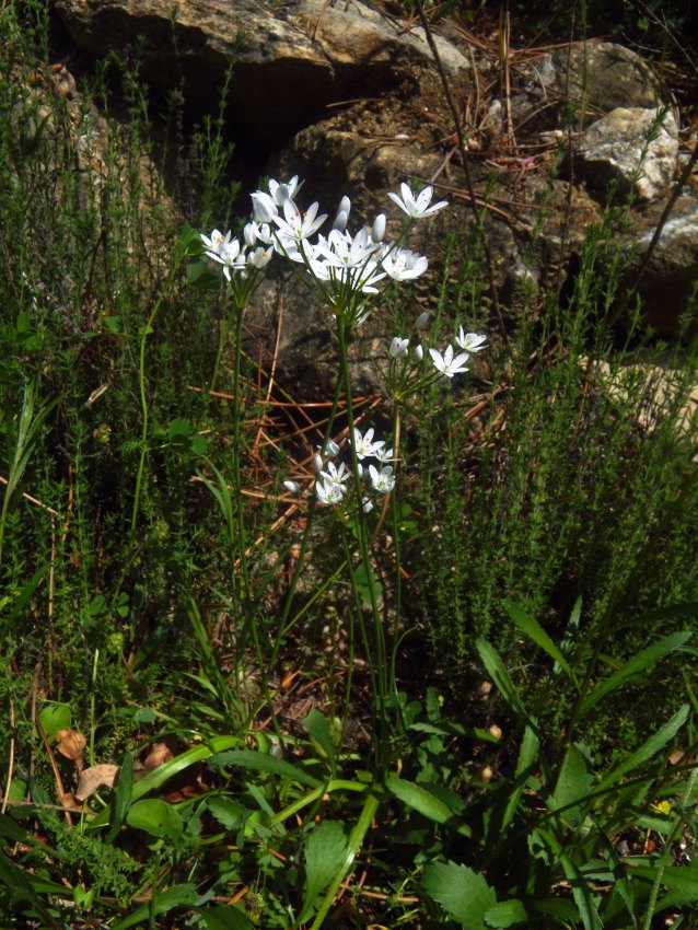 Allium subhirsutum L. 1.jpg