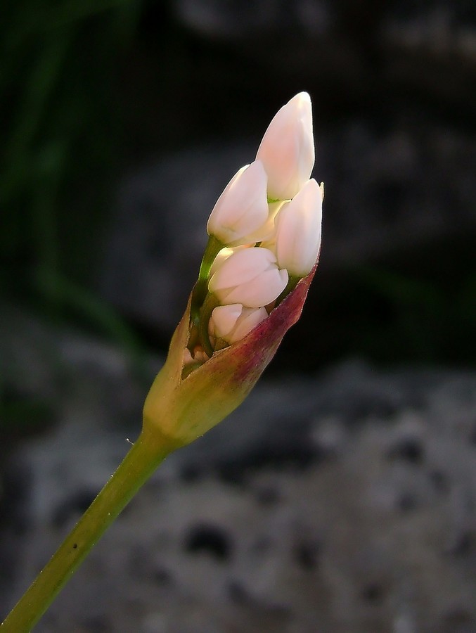 Allium subhirsutum L. 4.jpg
