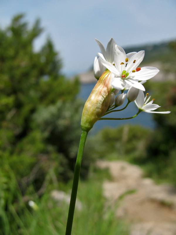 Allium subhirsutum L. 5.jpg