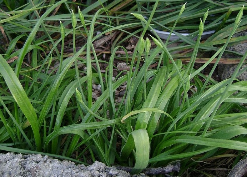 Allium subhirsutum L. 8.jpg