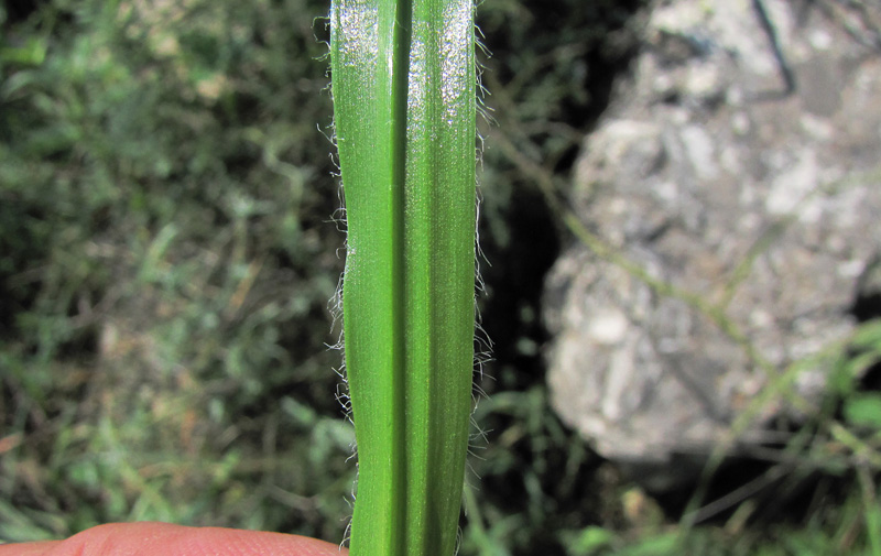 Allium subhirsutum L. 9.jpg