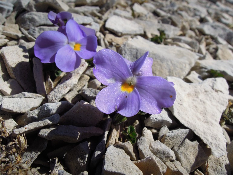 Viola magellensis (183610)