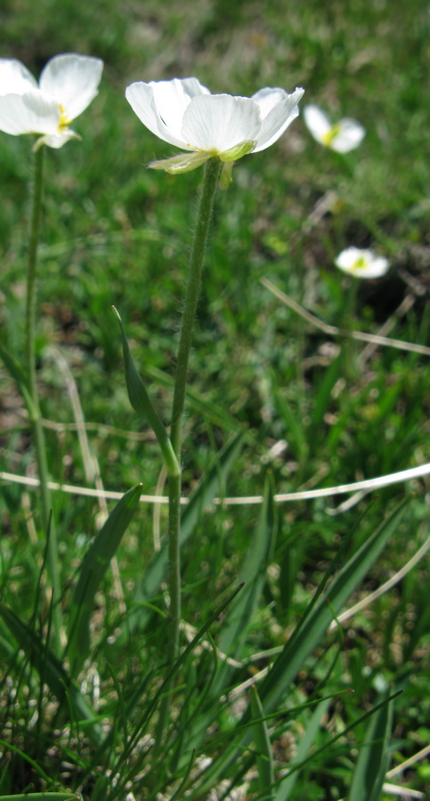 Ranunculus kuepferi (21 juin 2012)