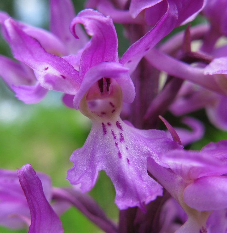Orchis mascula (21 juin 2012)