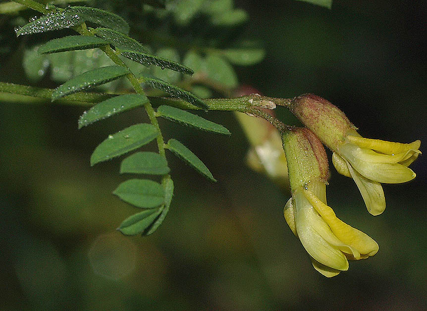 Astragalus_penduliflorus_7a.jpg