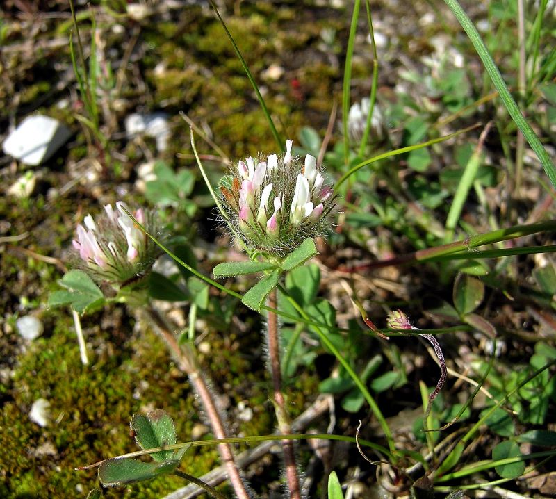 Trifolium_cherleri_f18f465c.jpg