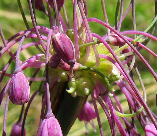 <i>Allium carinatum</i> L.