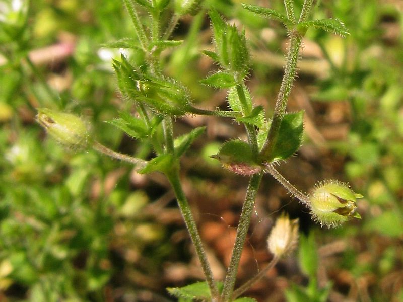Arenaria leptoclados (3).jpg