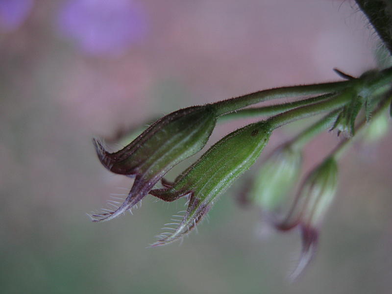 <i>Clinopodium menthifolium</i> (Host) Merino subsp. <i>ascendens</i> (Jord.) Govaerts