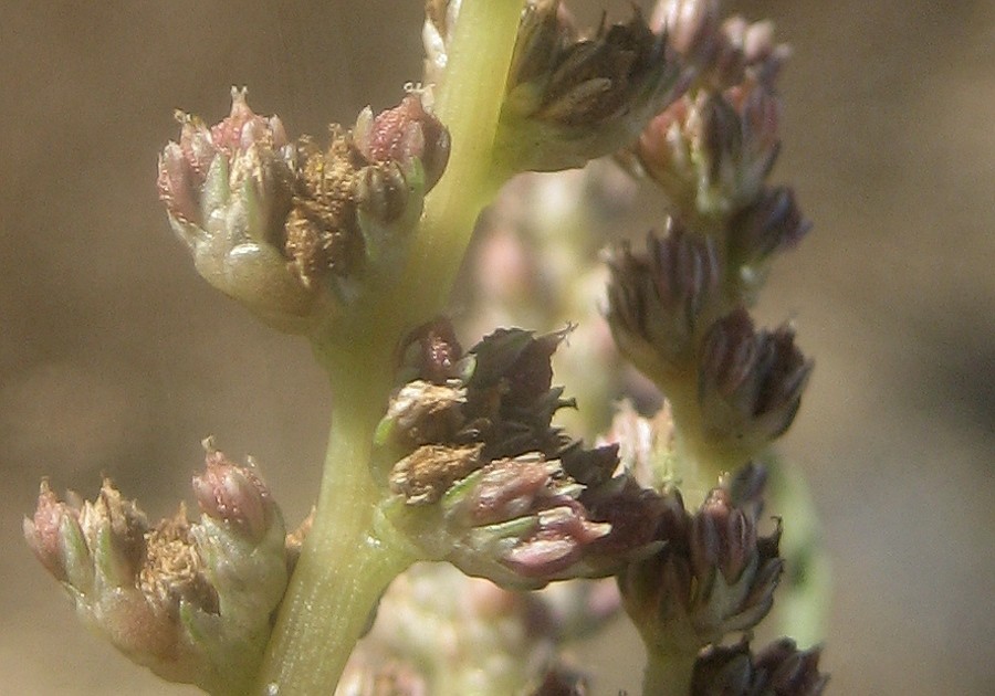 Amaranthus muricatus 1.JPG