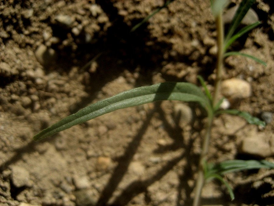 Amaranthus muricatus 5.JPG