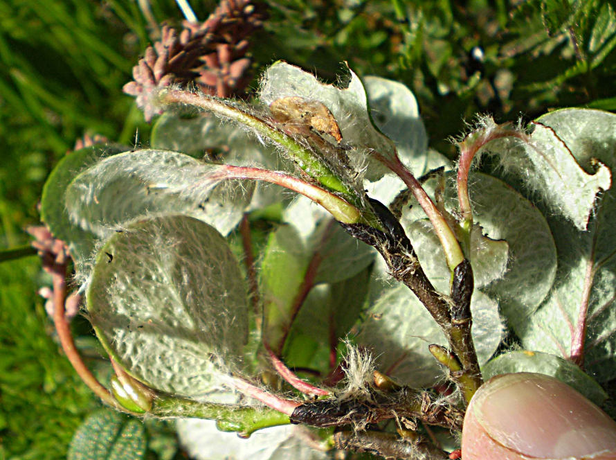 P8180038 Salix reticulata L.JPG