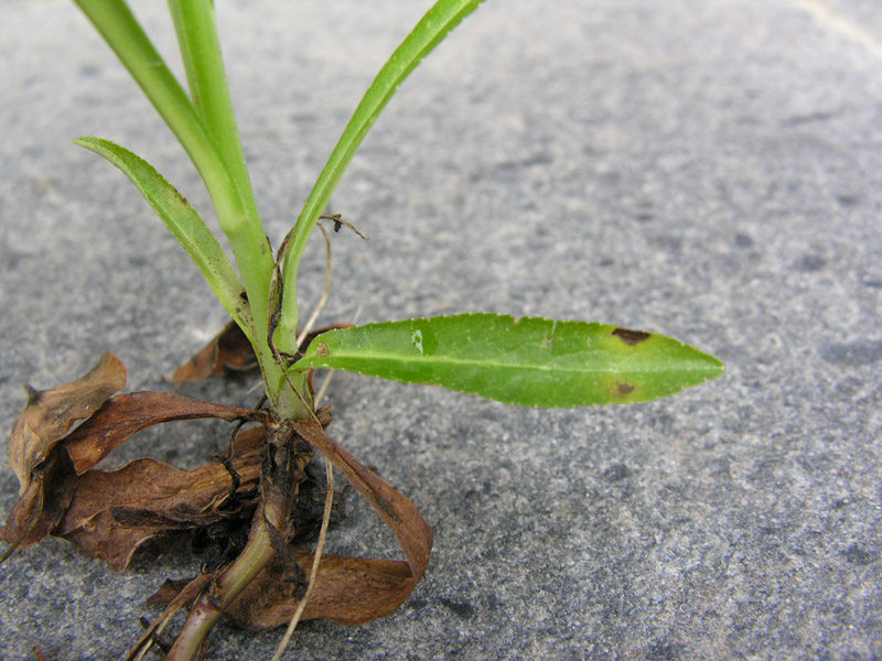 Campanula persicifolia L. subsp. persicifolia {F 774}