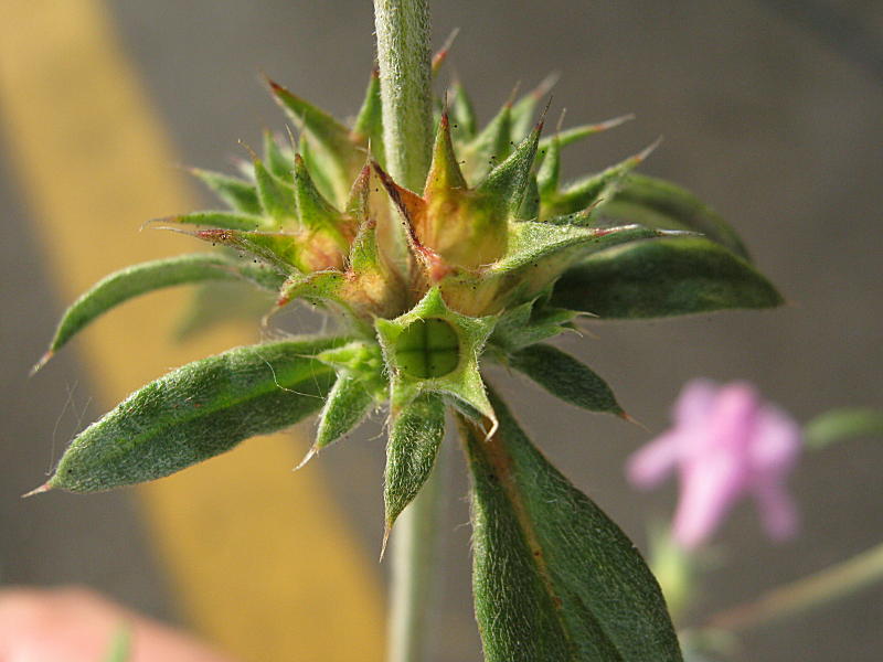 Galeopsis angustifolia subsp. angustifolia (7).jpg