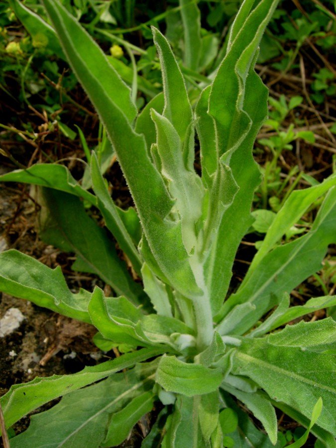 Andryala integrifolia l.4.jpg