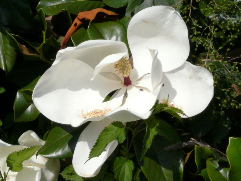 Magnolia grandiflora (21268)