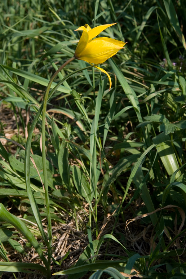 IMG_5316-Tulipa-sylvestris.jpg