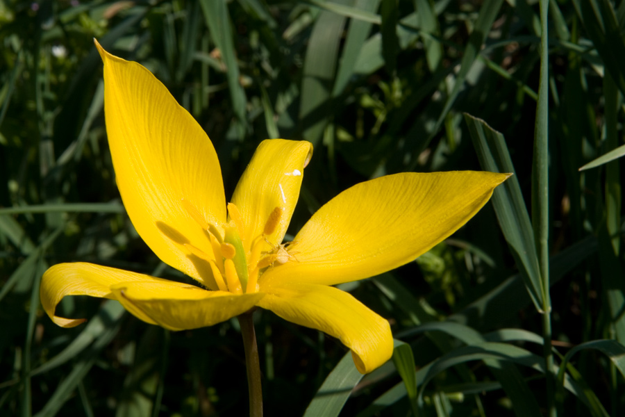 IMG_5238-Tulipa-sylvestris.jpg