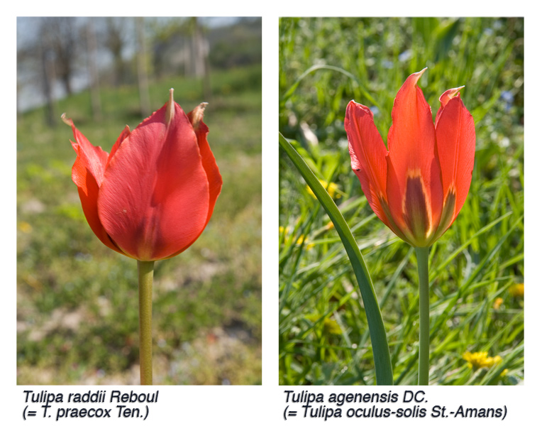 Cfr-Fiori-Tulipa-oculus-solis_praecox.jpg