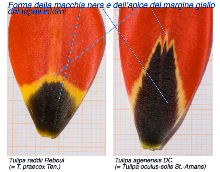 Cfr-Macchie-Tulipa-oculus-solis_praecox.jpg