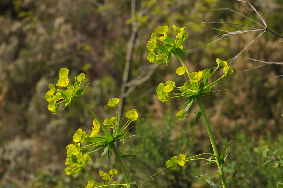 Euphorbia biumbellata (219422)