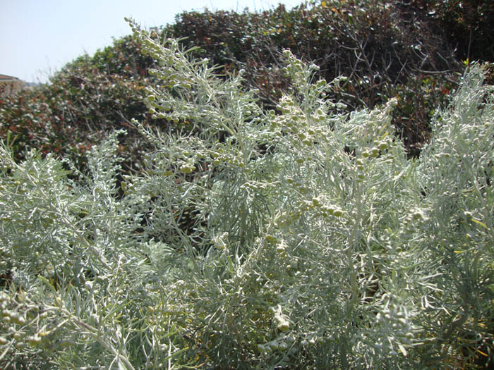Artemisia (2).JPG